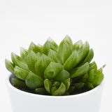 Haworthia cymbiformis - 10,5cm