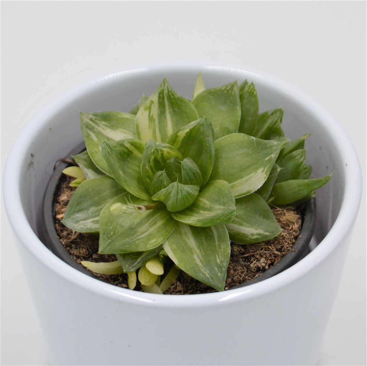 Haworthia cymbiformis f. variegata - 8,5cm
