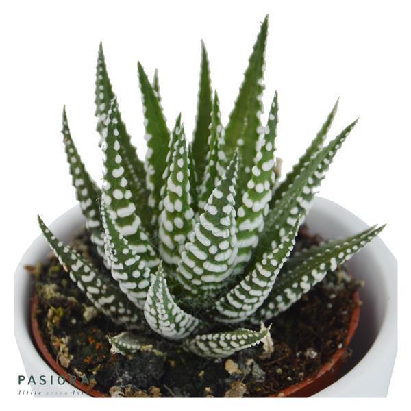 Hei Haworthia, 3 Stück