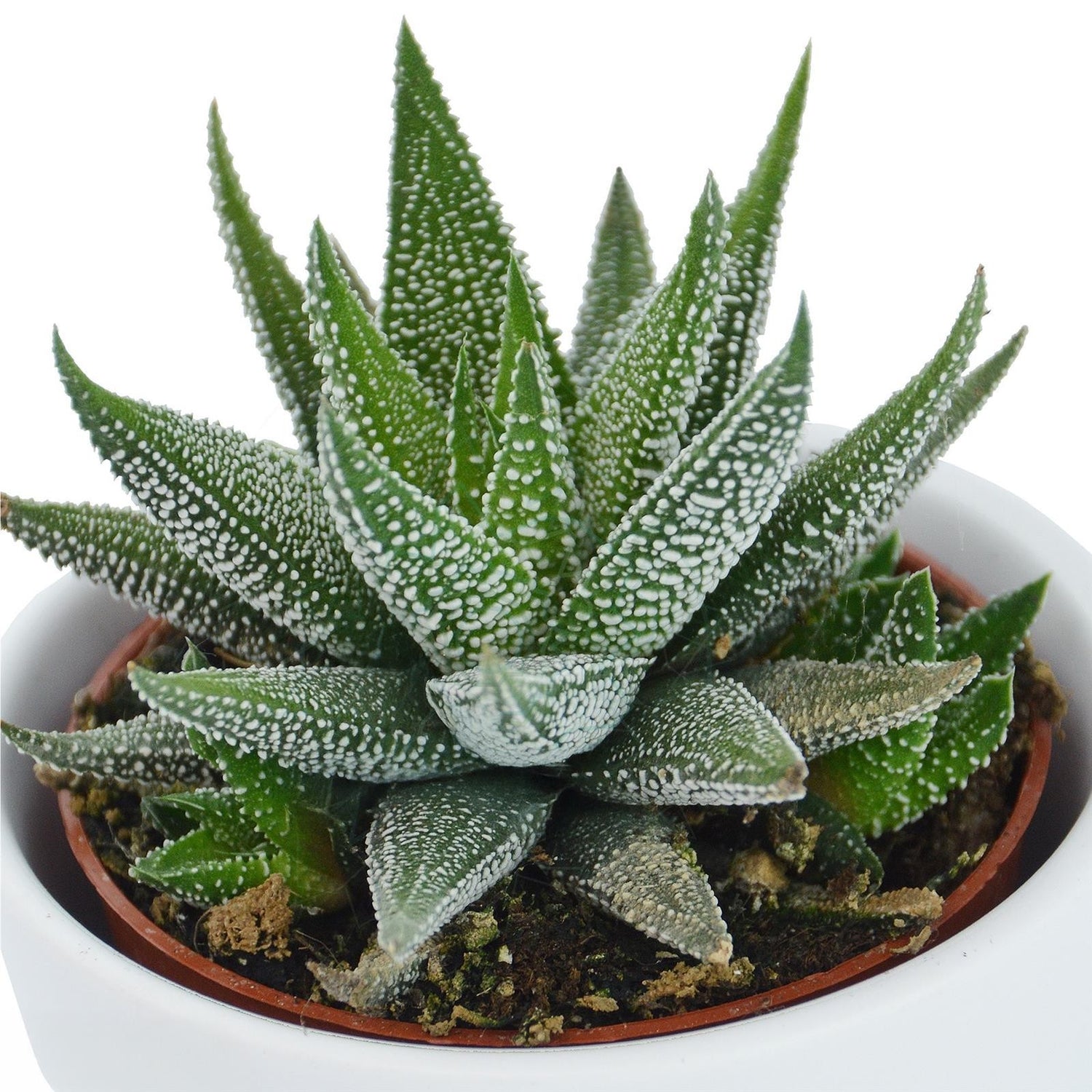 Haworthia fasciata Concolor - 6cm