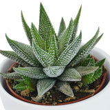 Haworthia fasciata Concolor - 6cm