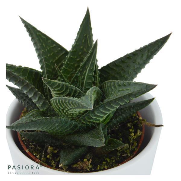 Hei Haworthia, 3 Stück