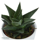 Hei Haworthia, 3 Stück