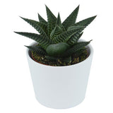 Hei Haworthia, 5 Stück