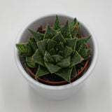 Haworthia reticulata - 5,5cm