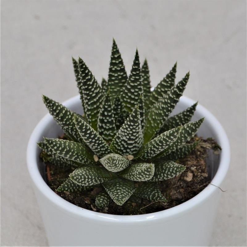 Haworthia fasciata Albert - 8,5cm