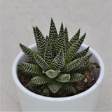 Haworthia fasciata Albert - 8,5cm