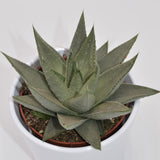 Haworthia Savanna - 10,5cm