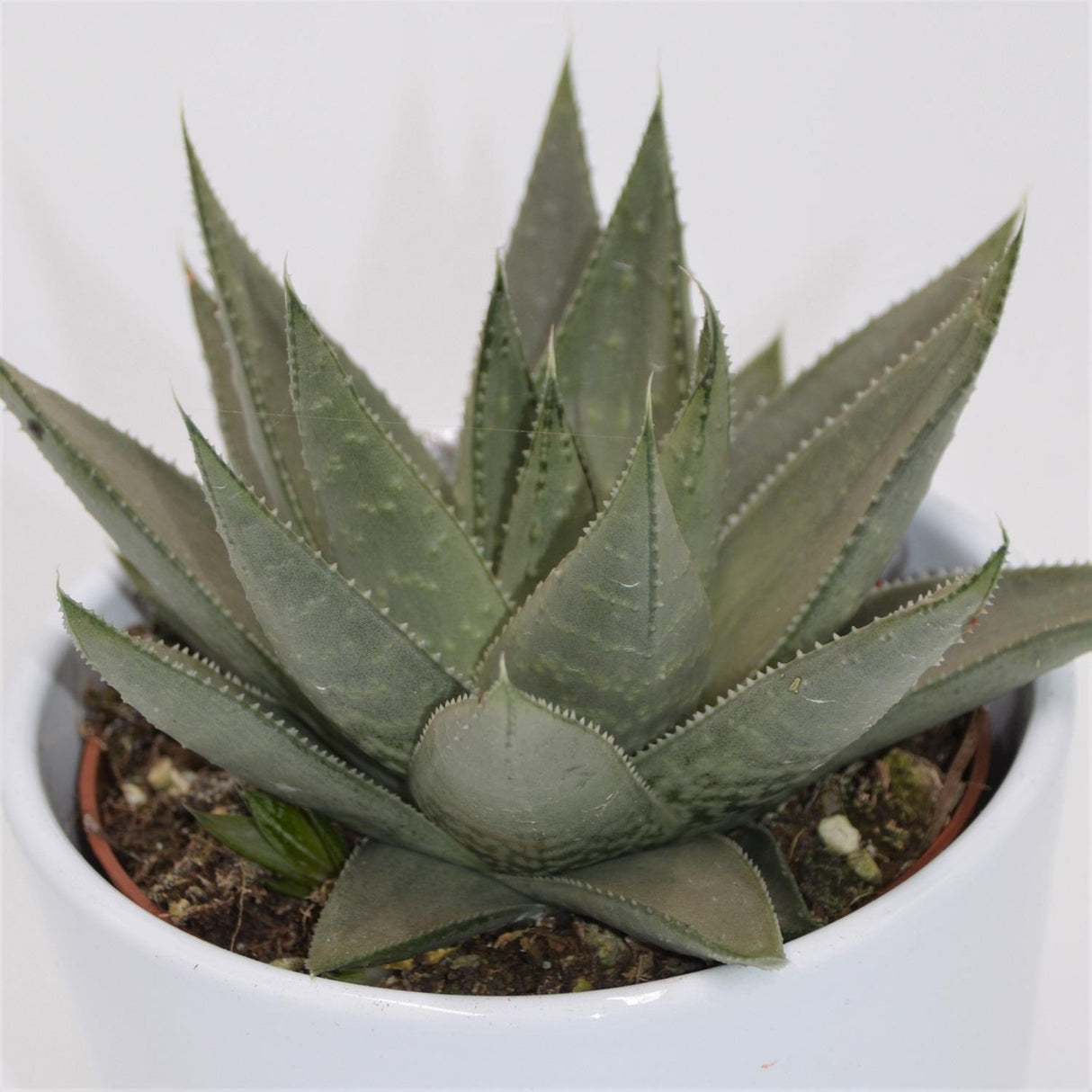 Haworthia Savanna - 10,5cm