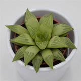 Haworthia turgida - 5,5cm