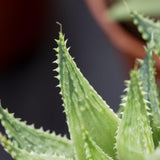 Haworthia Vivaldi - 5,5cm