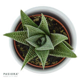 Haworthia fasciata Zebra - 6cm