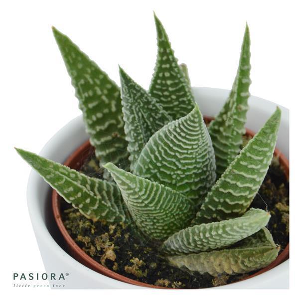Hei Haworthia, 3 Stück