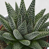 Haworthia fasciata Albert - 8,5cm