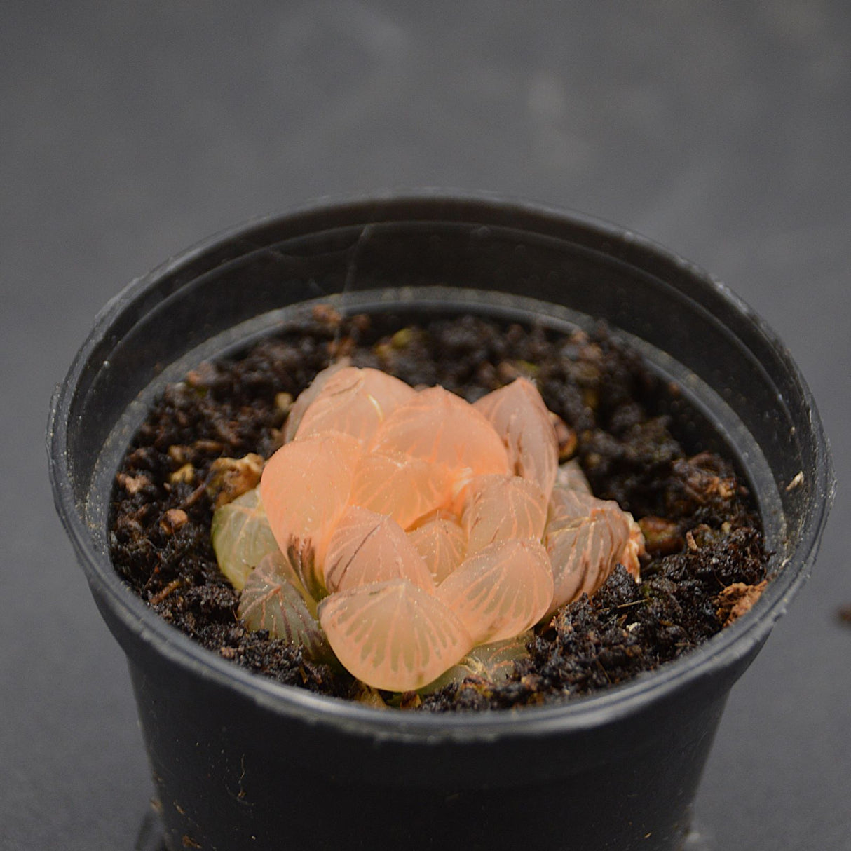 Haworthia