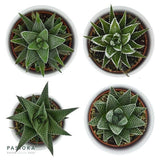 Hei Haworthia, 3 Stück