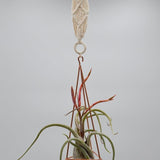 Himmeli Boho
