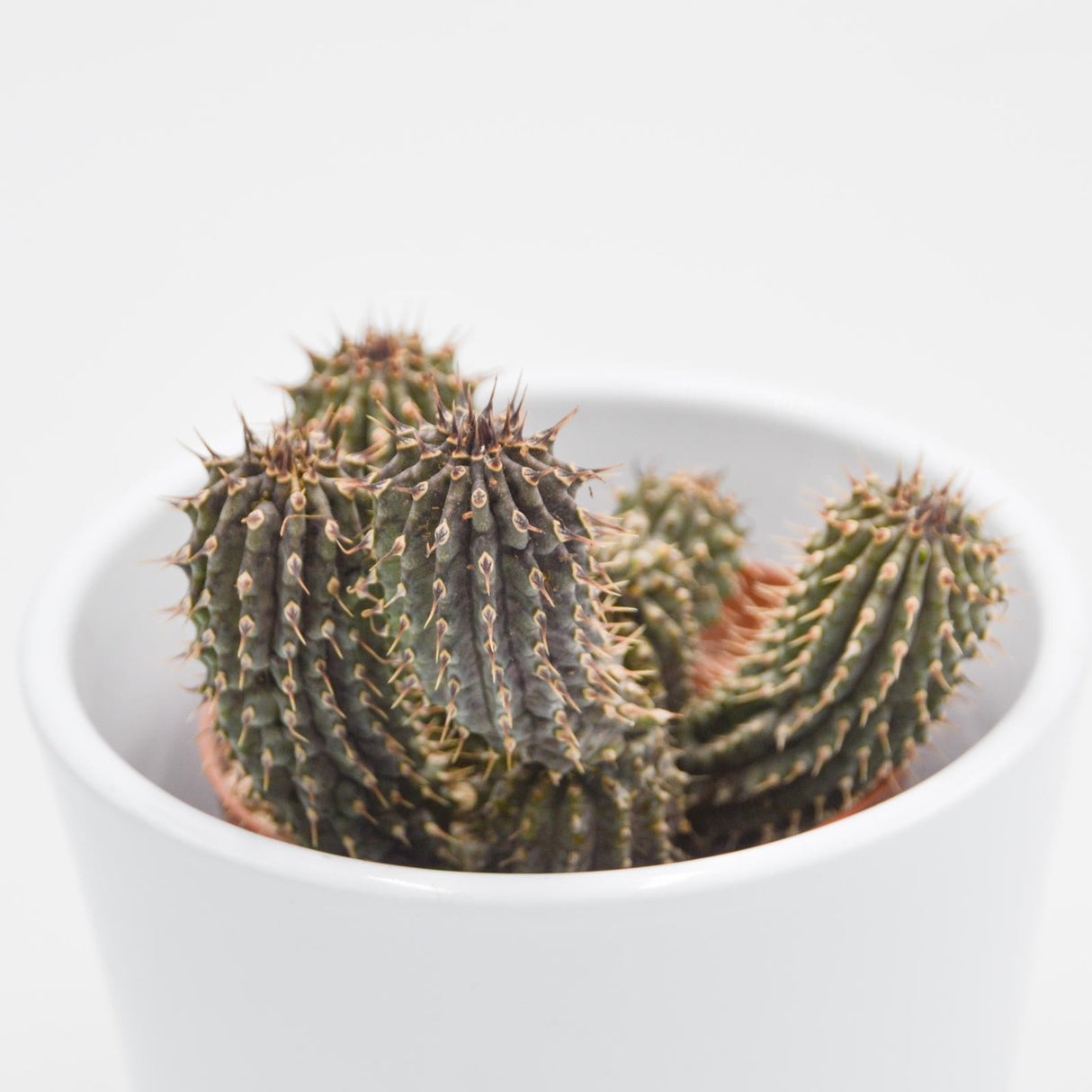 Hoodia gordonii - 8,5cm