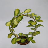 Hoya australis Lisa - 12cm mit Bogen
