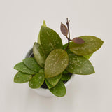 Hoya Rosita - 6cm