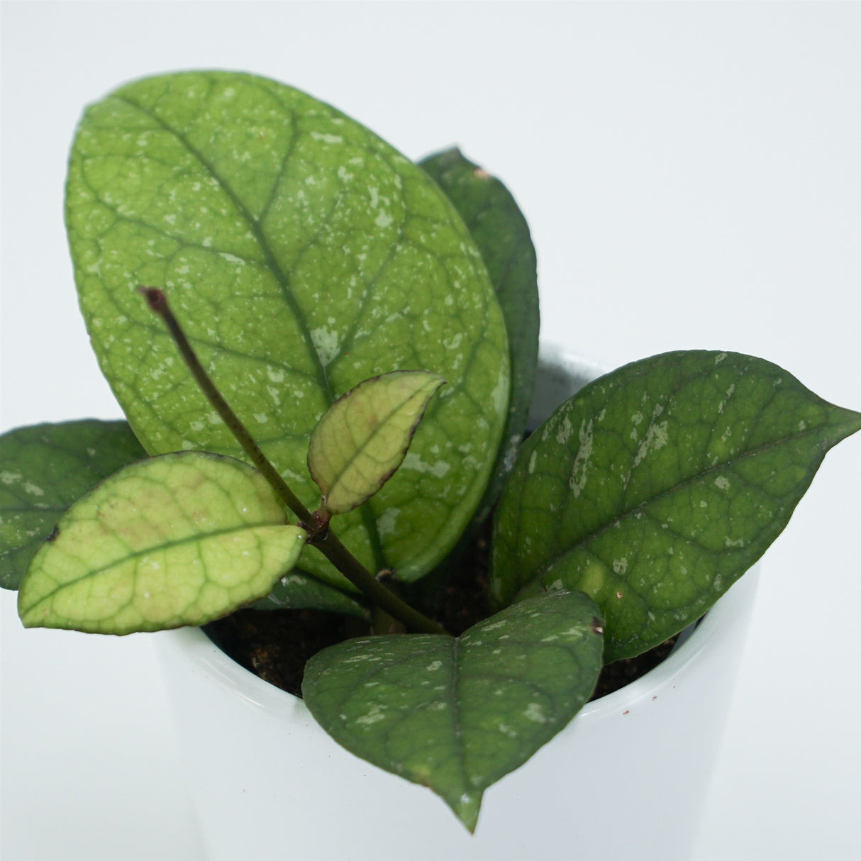 Hoya sp. Sabah - 6cm