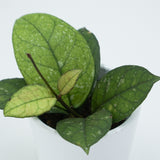 Hoya sp. Sabah - 6cm