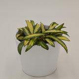 Hoya wayetii tricolor f. variegata - 12cm