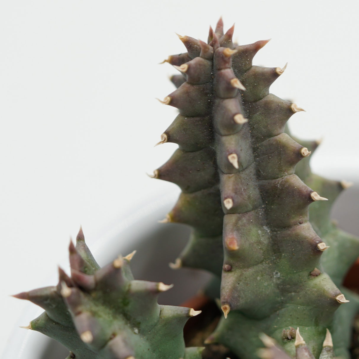 Huernia confusa - 8cm