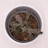Huernia confusa - 8cm