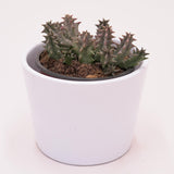 Huernia confusa - 8cm