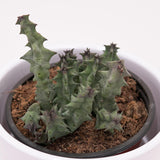 Huernia primulina - 8cm