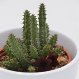 Huernia schneideriana Temple - 8cm