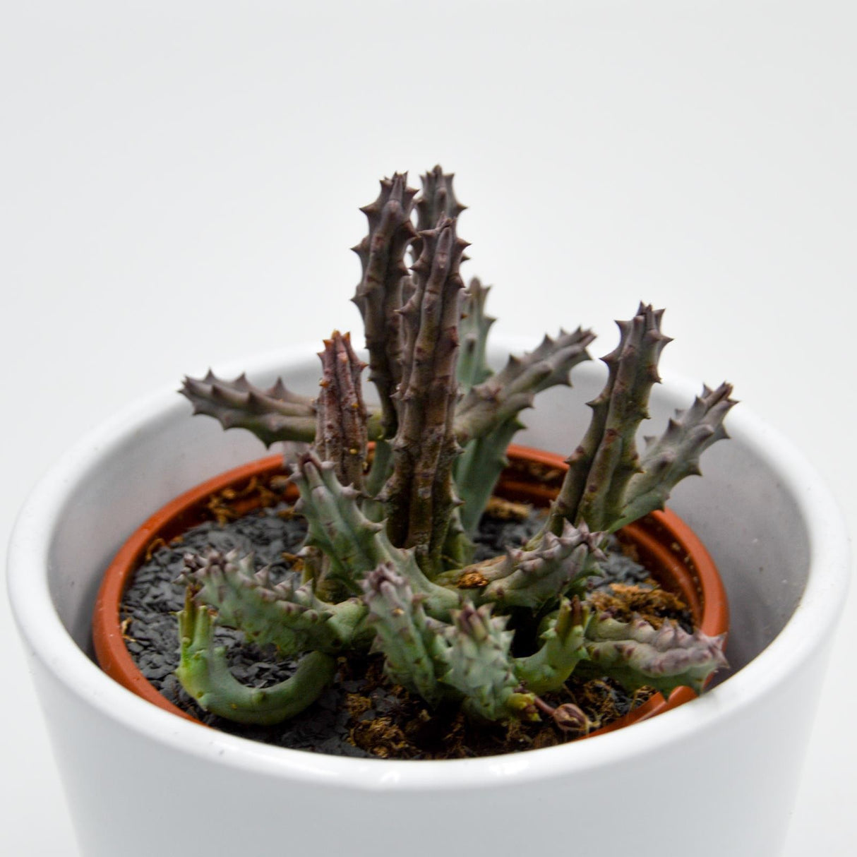 Huernia x pendurata - 8cm