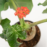 Jatropha podagrica - 14cm