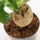 Jatropha podagrica - 14cm