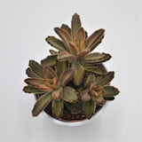 Kalanchoe Aida - 10,5cm