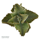 Konnichiwa Kalanchoe, 5 Stück