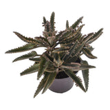 Kalanchoe daigremontiana - 12cm