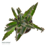Konnichiwa Kalanchoe, 5 Stück
