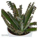 Konnichiwa Kalanchoe, 3 Stück