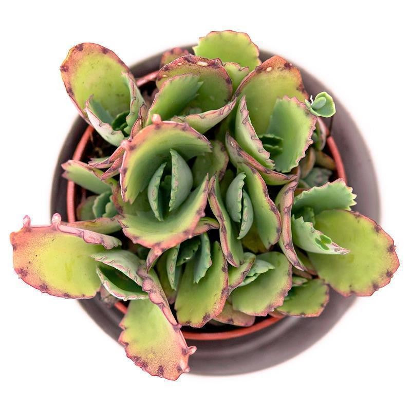 Kalanchoe hortagel - 5,5cm