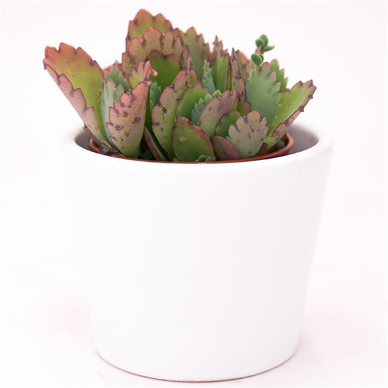 Kalanchoe hortagel - 5,5cm