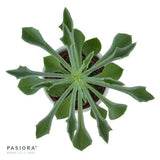 Senecio kleiniiformis - 6cm