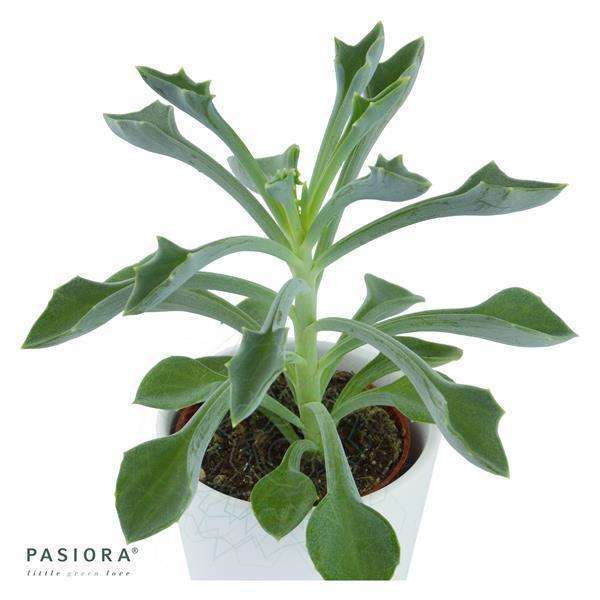 Senecio kleiniiformis - 6cm