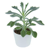 Senecio kleiniiformis - 6cm