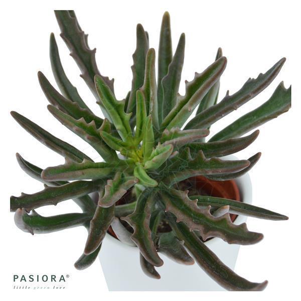 Konnichiwa Kalanchoe, 3 Stück