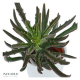 Konnichiwa Kalanchoe, 3 Stück