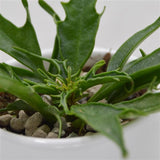 Kalanchoe katapifa Tarantula Pink - 6cm