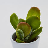 Kalanchoe Lady Finger - 5,5cm