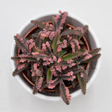 Kalanchoe Pink Butterfly - 8,5cm